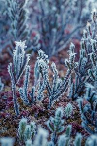 Close-up of snow covered pine tree