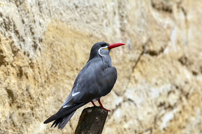 Close-up of bird perching on rock