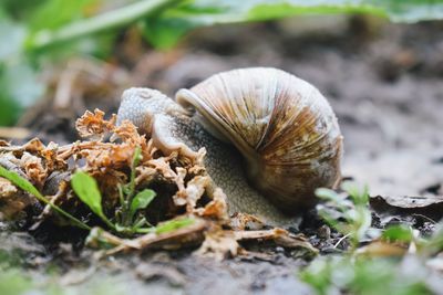 Close-up of snail on land