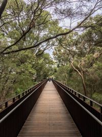 Narrow pathway along trees