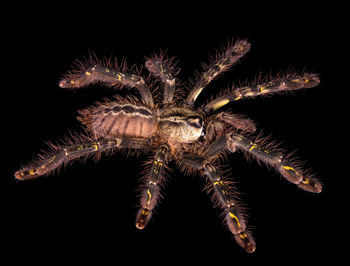 Close-up of firework display at night