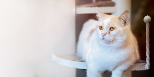 Portrait of a cat looking away