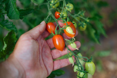 Close-up of hand holding tomatoes on field