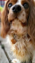 Close-up portrait of dog