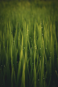 Close-up of crops growing on field with dew droplets