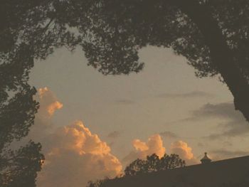 Low angle view of trees against sky at sunset