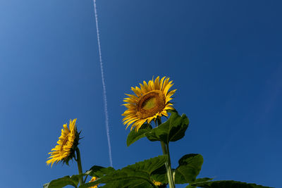 Low angle view of sunflower against blue sky