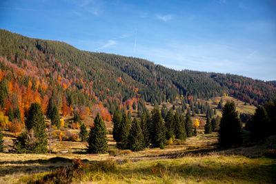 Scenic view of trees against sky during autumn