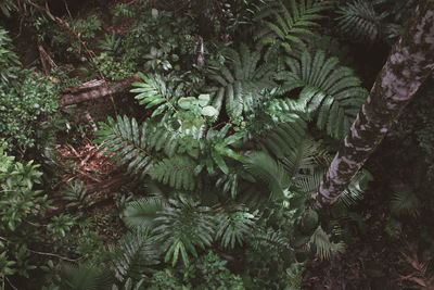 Plants growing in forest