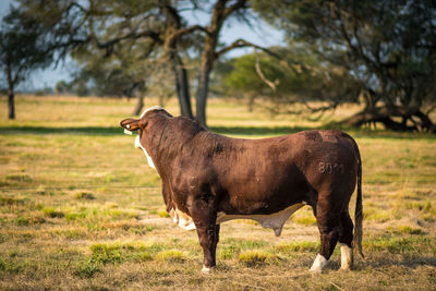 Horse standing in a field