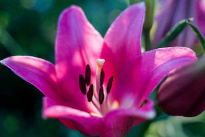 Close-up of pink rose flower