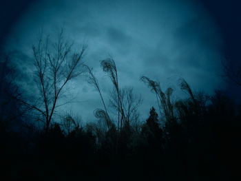 Low angle view of silhouette bare trees against blue sky