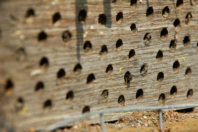 Full frame shot of wood