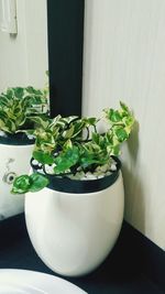 Close-up of potted plant on table at home