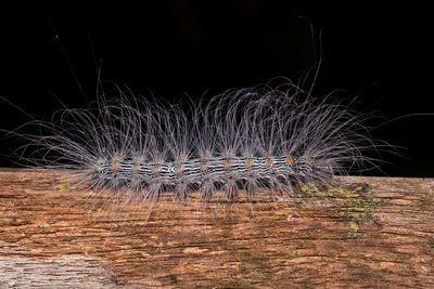 Light trails on field against sky at night