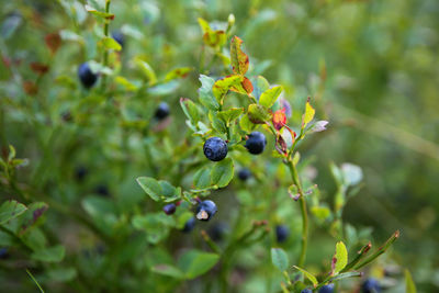 Close-up of grapes growing on plant