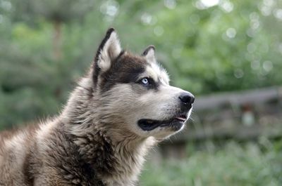 Close-up of dog looking away