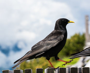 Close-up of bird perching