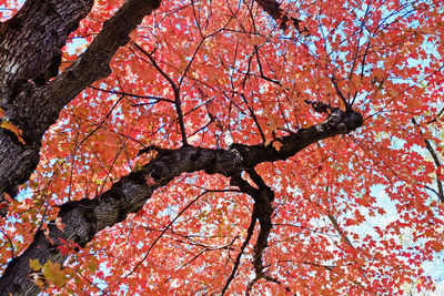 Low angle view of trees against sky