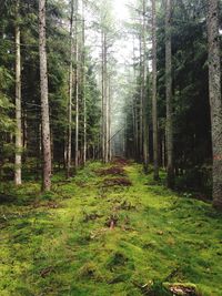 Trees in forest