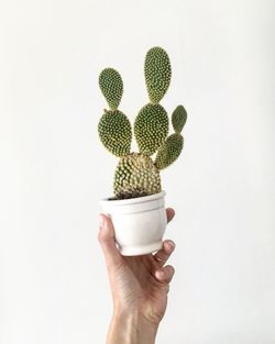 Close-up of hand holding cactus against white background