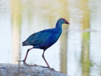 Bird perching on water