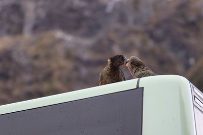 Low angle view of monkey on wall