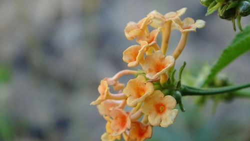 Close-up of flowering plant