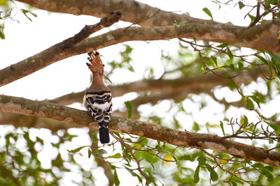 Low angle view of bird perching on tree