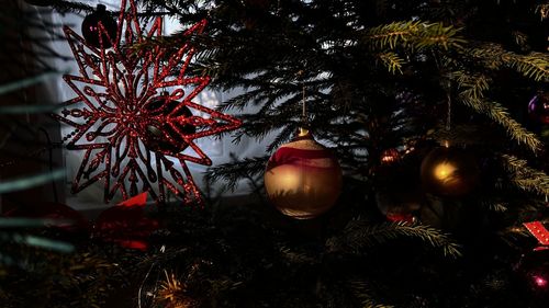 Close-up of christmas tree