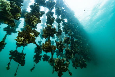 Oyster farm, ishikawa, notojima , japan