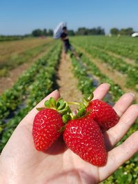 Midsection of person holding strawberry on field