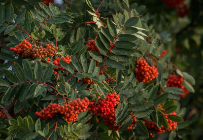 Close-up of red berries on tree