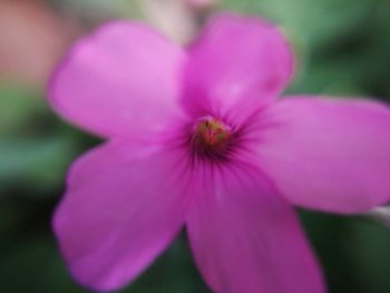 Close-up of pink flower blooming outdoors