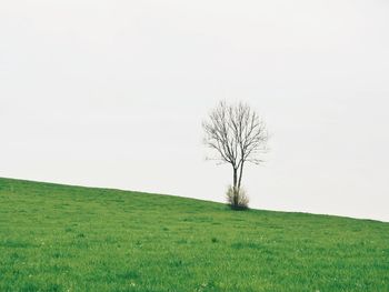 Scenic view of grassy field against sky