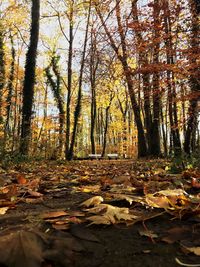 Autumn trees in forest