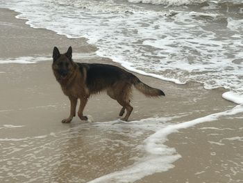 Dog on beach