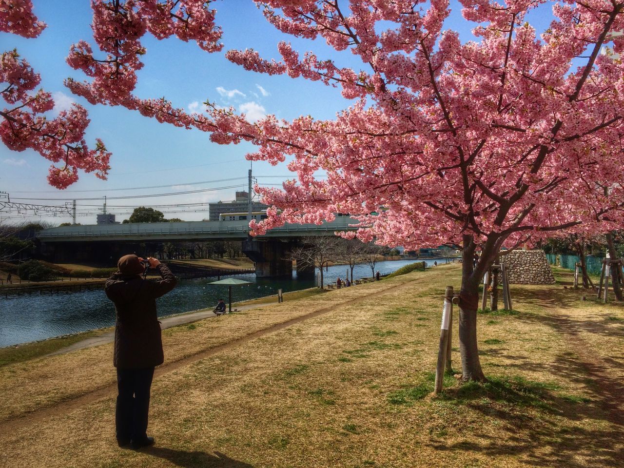 tree, person, lifestyles, grass, leisure activity, park - man made space, branch, men, nature, growth, full length, built structure, walking, building exterior, footpath, rear view, sunlight, day