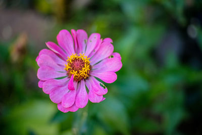 Close-up of pink flower