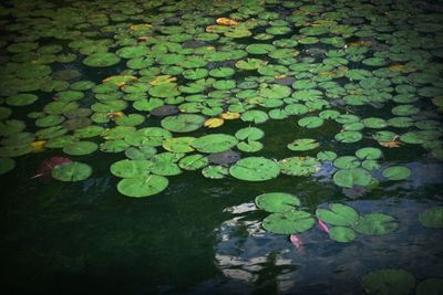 Reflection of trees in pond