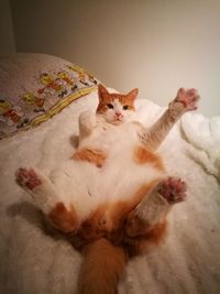 Portrait of cat lying on bed at home