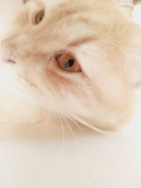 Close-up portrait of a cat