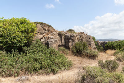 Plants growing on land against sky