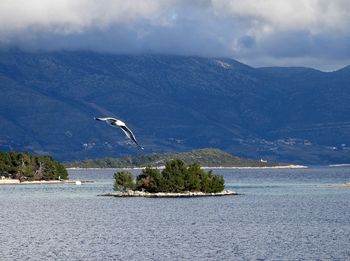 View of birds flying over sea against mountains