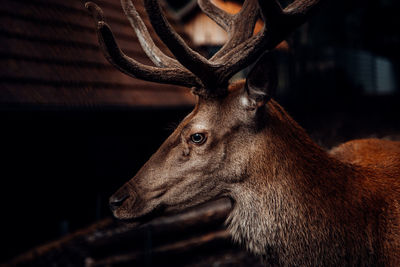 Close-up of deer