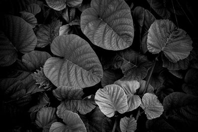 Full frame shot of leaves on plant