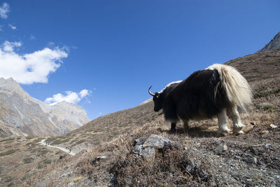 View of a horse on mountain against sky