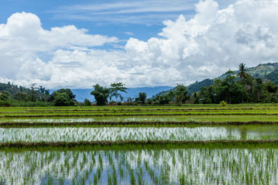 Scenic view of agricultural field against sky