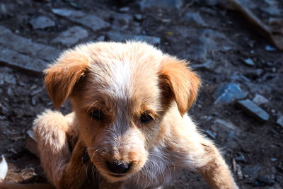 Close-up portrait of a dog