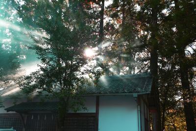 Low angle view of sunlight streaming through tree against building